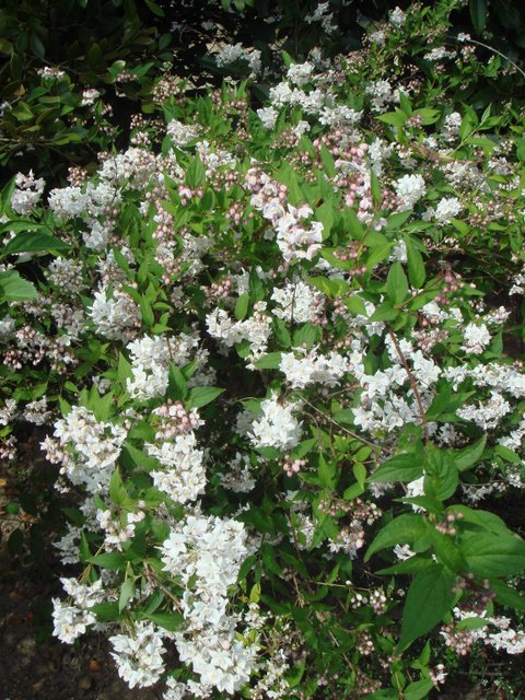 Deutzia discolor (2)